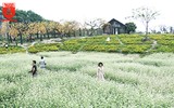 Ngỡ ngàng với cánh đồng hoa tam giác mạch nở trái mùa ở Hà Nội